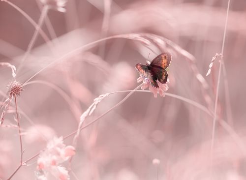 In the Kingdom of purity