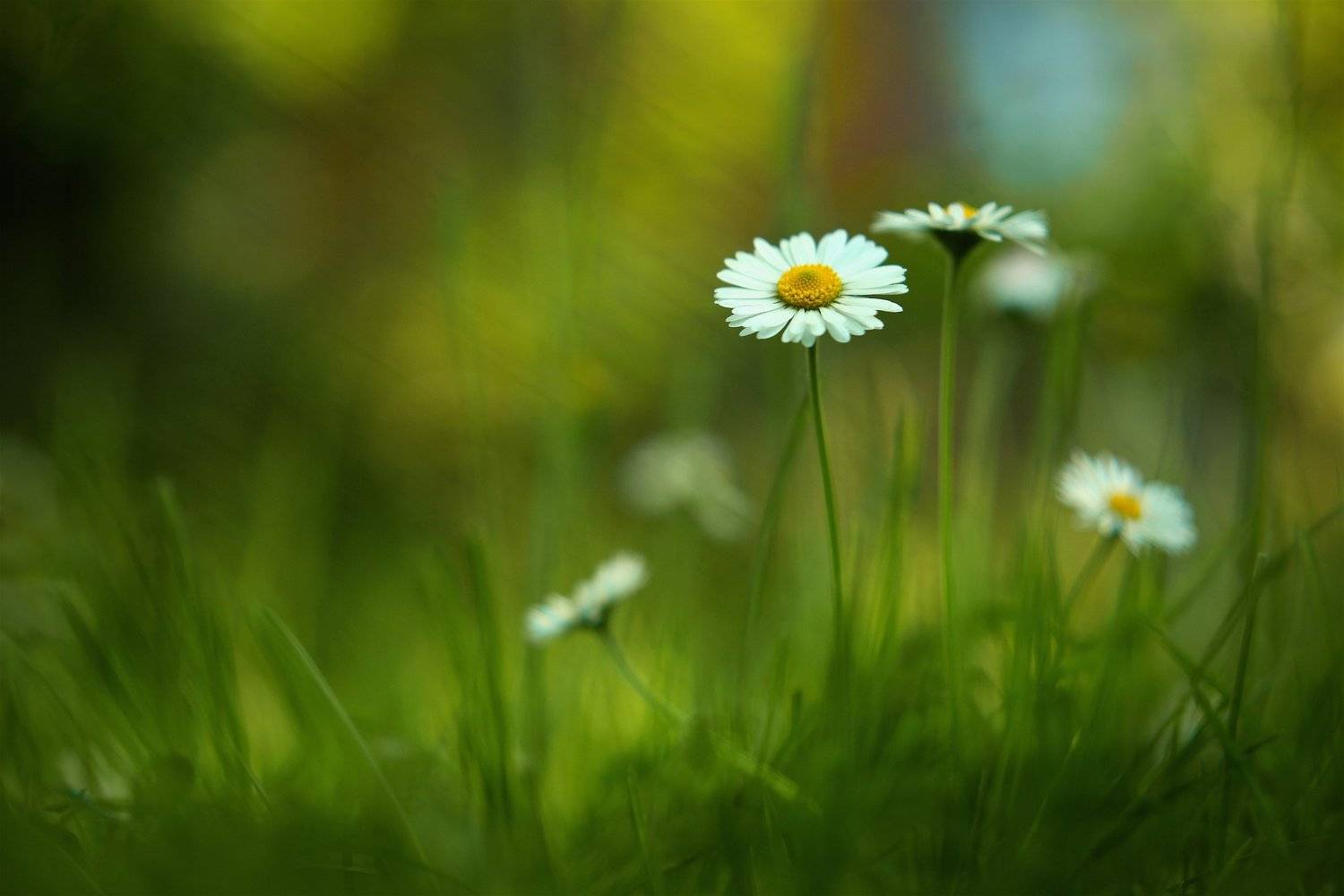 , Эдуард Колобошников