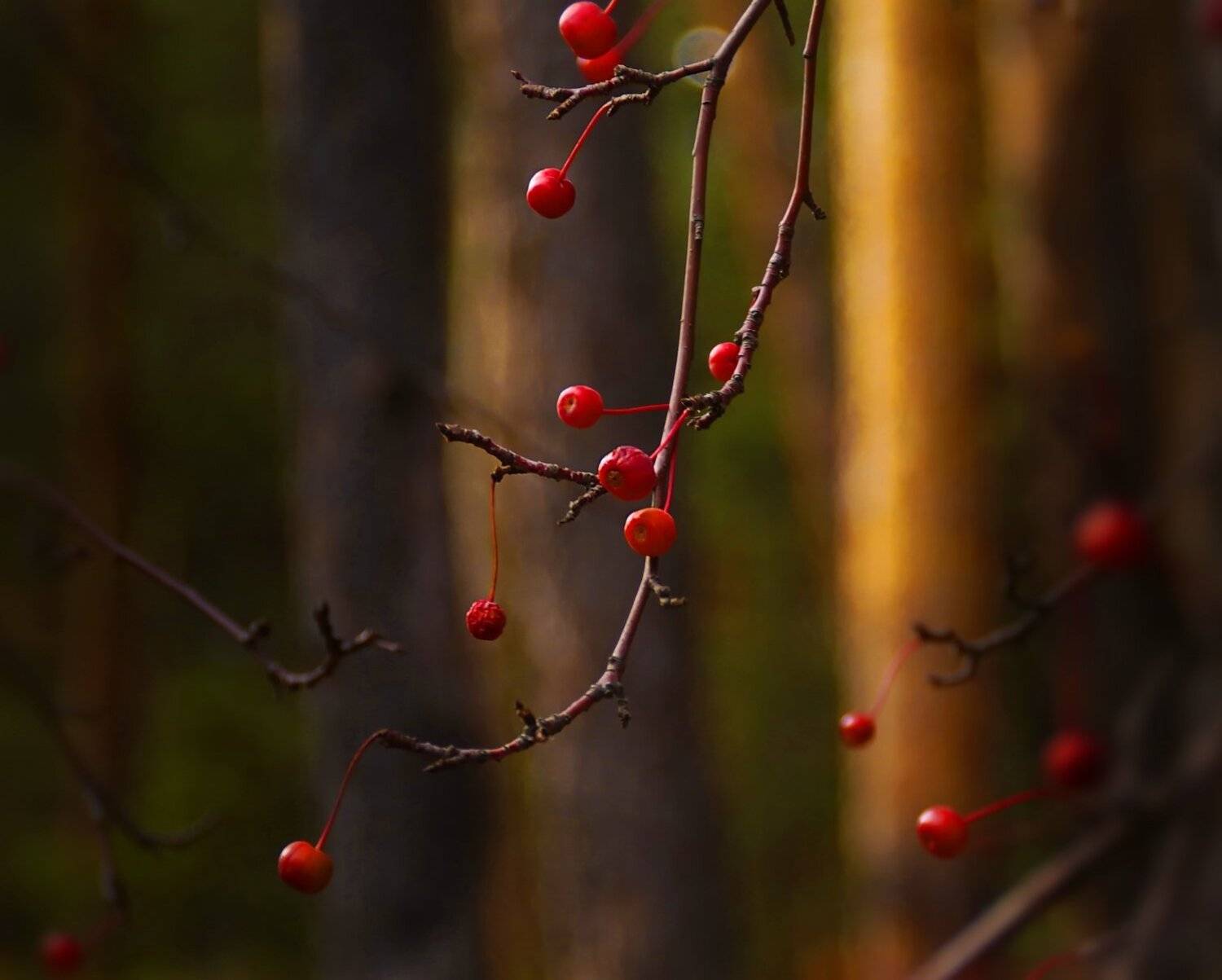 лес,плод,дичка,осень, Валерия