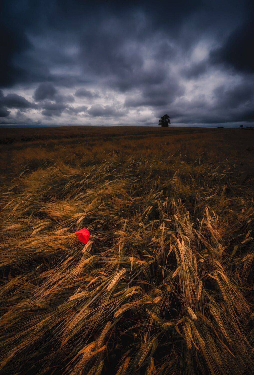 landscape, OVIDIU SELARU