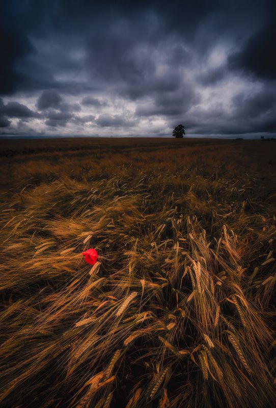 red фото превью