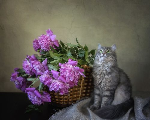 Розовые мечты