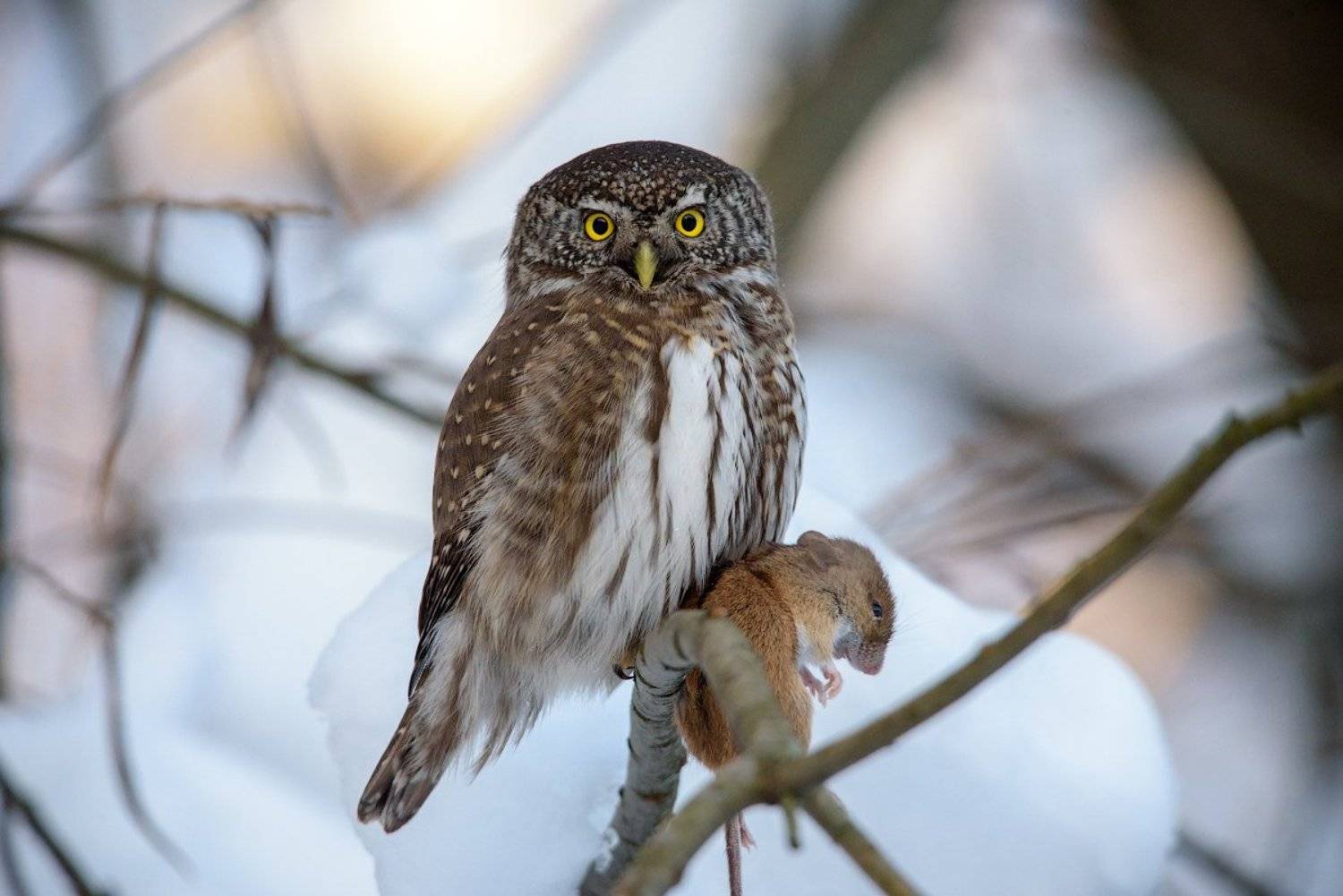воробьиный сычик, сычик, сыч, сова, хищник, мышь, птицы, лес, bird, owl, pygmy owl, hunter, winter, mouse, Игорь Зубков