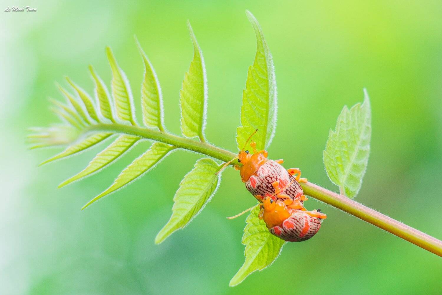 Insect , L&ecirc; Minh Tuấn