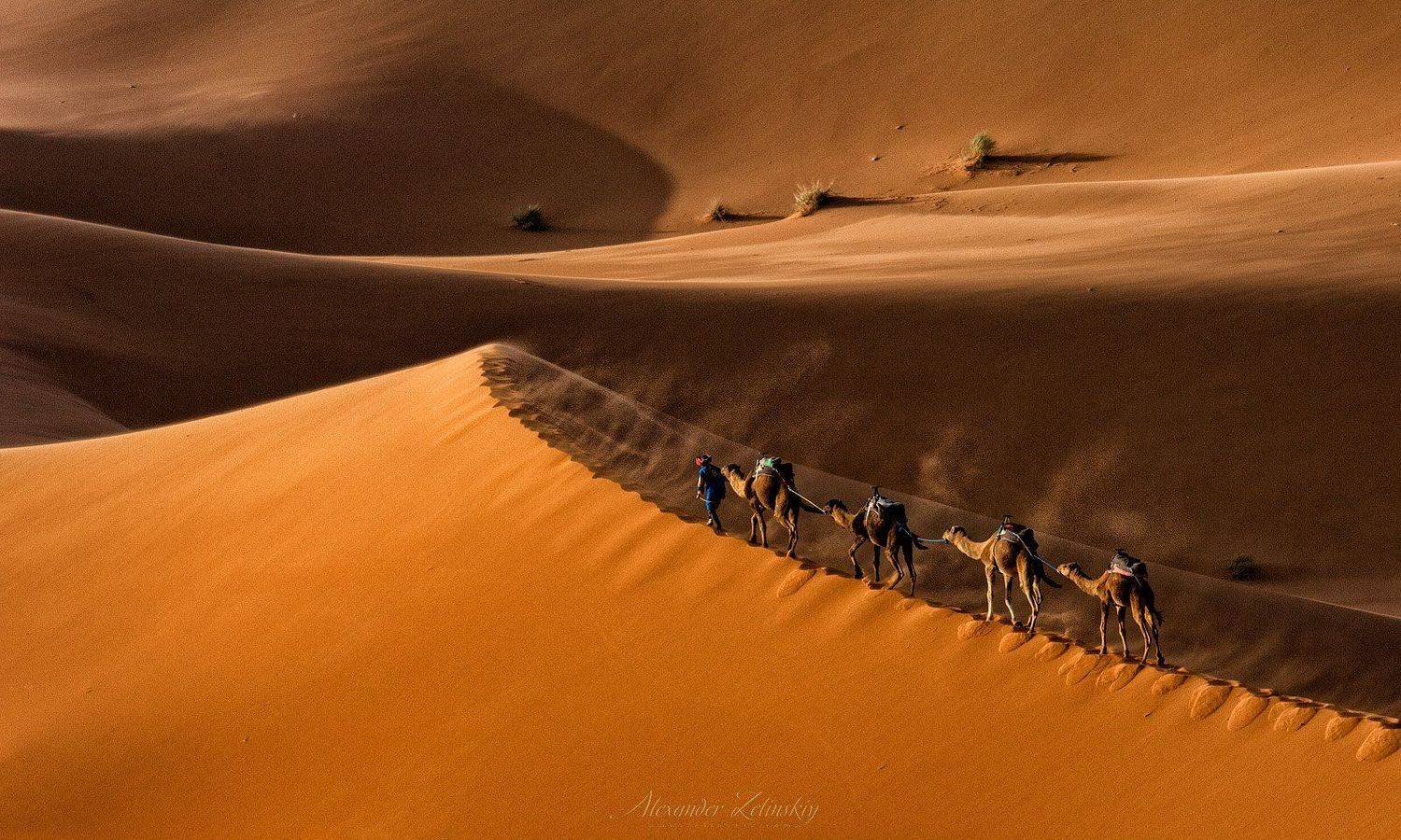 сахара, дюны, верблюды, караван, марокко, Alex Mimo