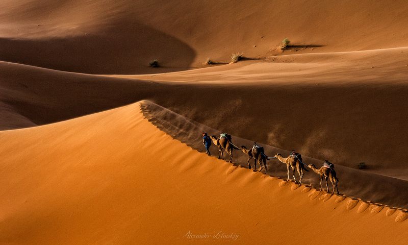 сахара, дюны, верблюды, караван, марокко Последний караван фото превью