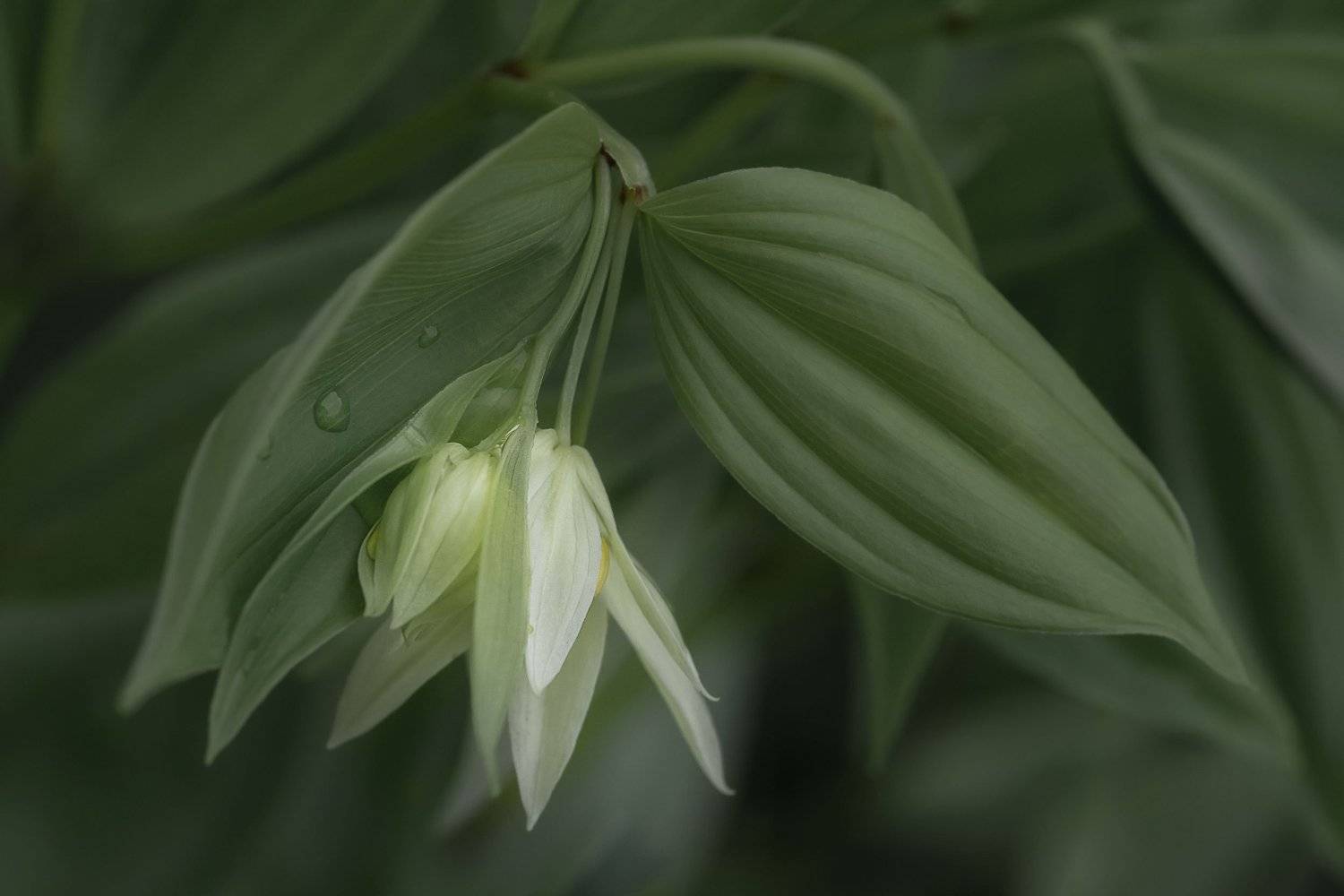 , Шинкарева Елена