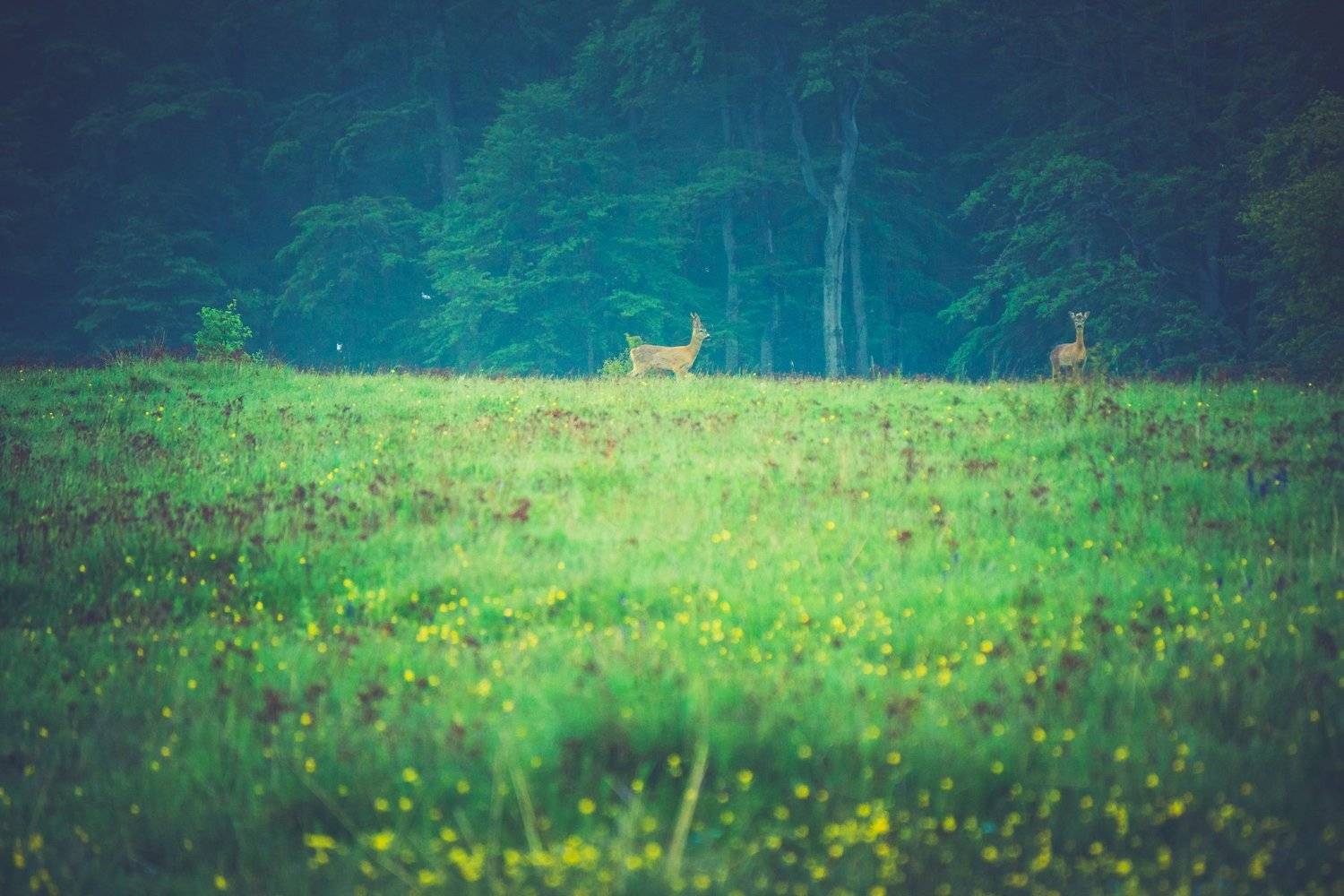sony a6000,sony 55-210, Tihomir Petkov