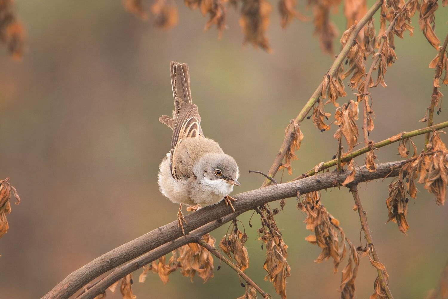 , Arkadiusz Michalak