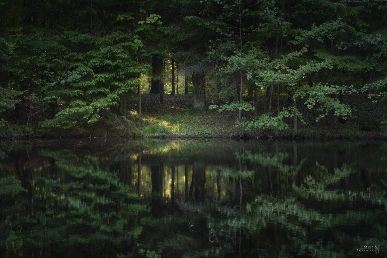 лес, отражение, река, сергиевка, парк, ленинградская область, кристателька, Степаненко Ольга