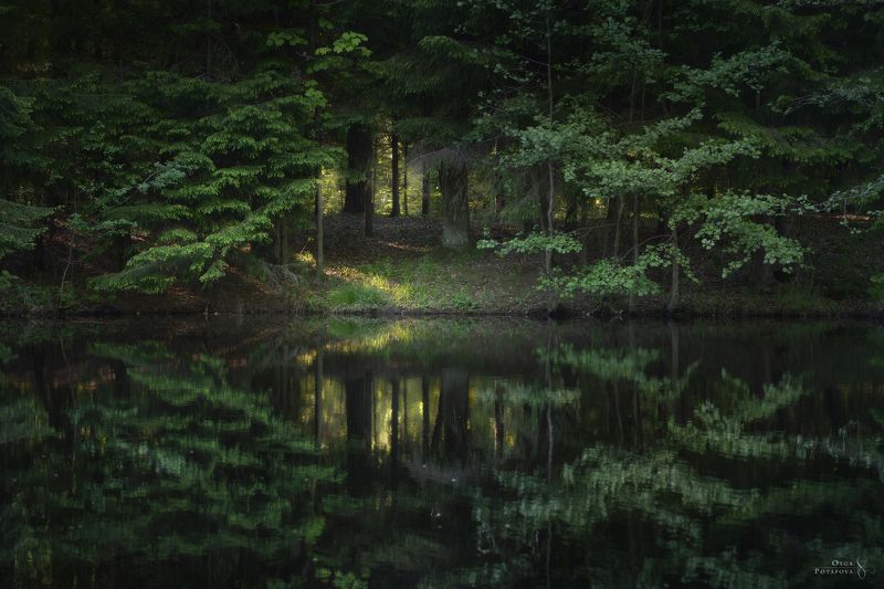 лес, отражение, река, сергиевка, парк, ленинградская область, кристателька Эхо фото превью