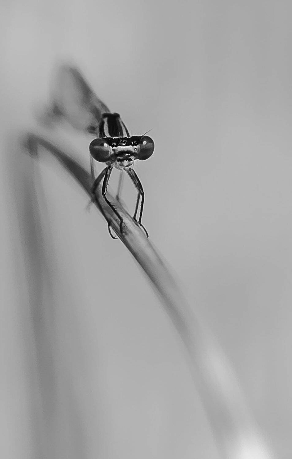 природа, макро, насекомое, стрекоза, монохром, Неля Рачкова