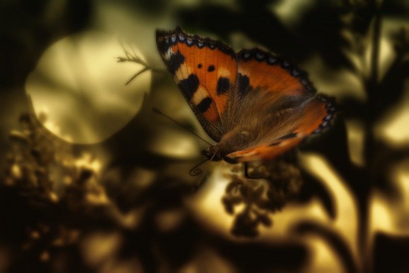 * фото превью