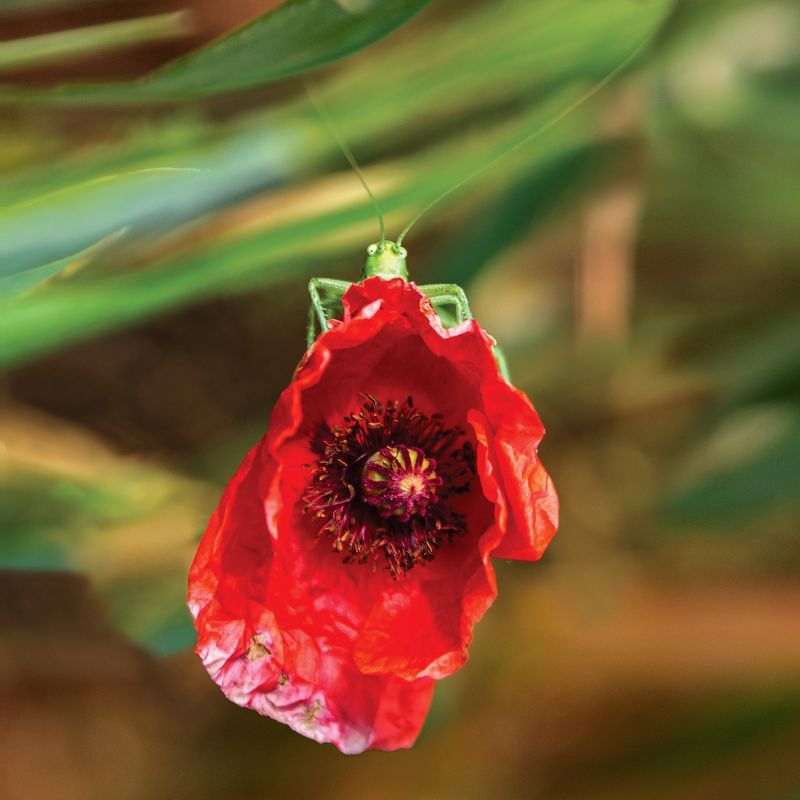 кузнечик. мак Здрасьти! фото превью