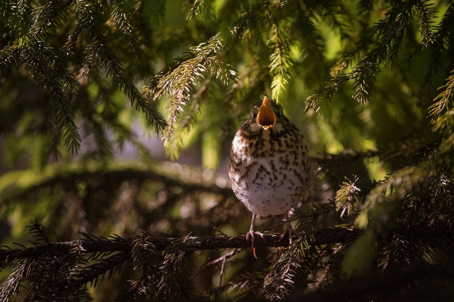 природа, лес, животные, птицы, Дмитрий Посевич