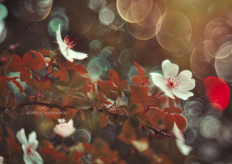 * фото превью