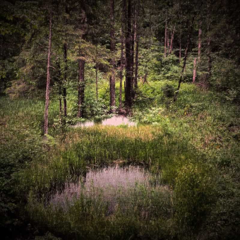 лес лес фото превью