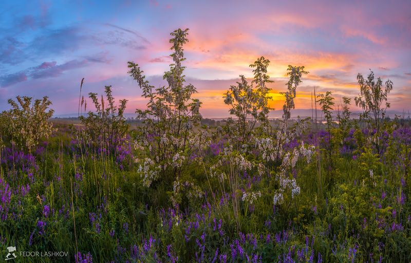 Цветущая акация на заре фото превью