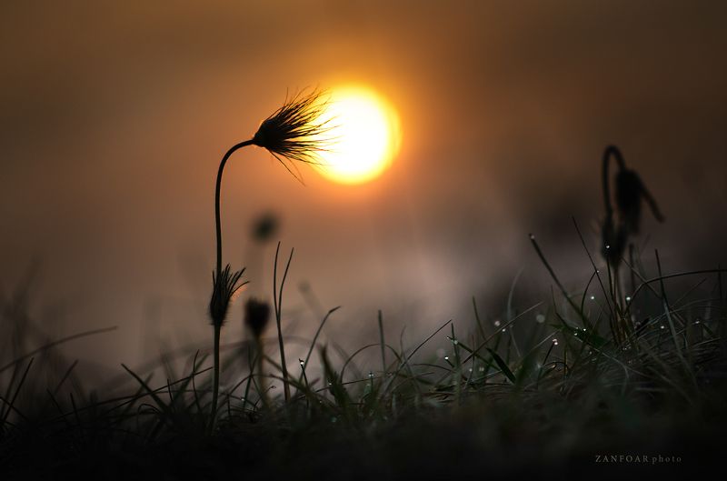 pulsatilla grandis,бархатный цвет,окзакат,пейзаж,природа,цвет,zanfoar,макро,чешская республика,czech ,republic,nikon d7000,twin,чехия Pulsatilla Grandis, лампы природные фото превью