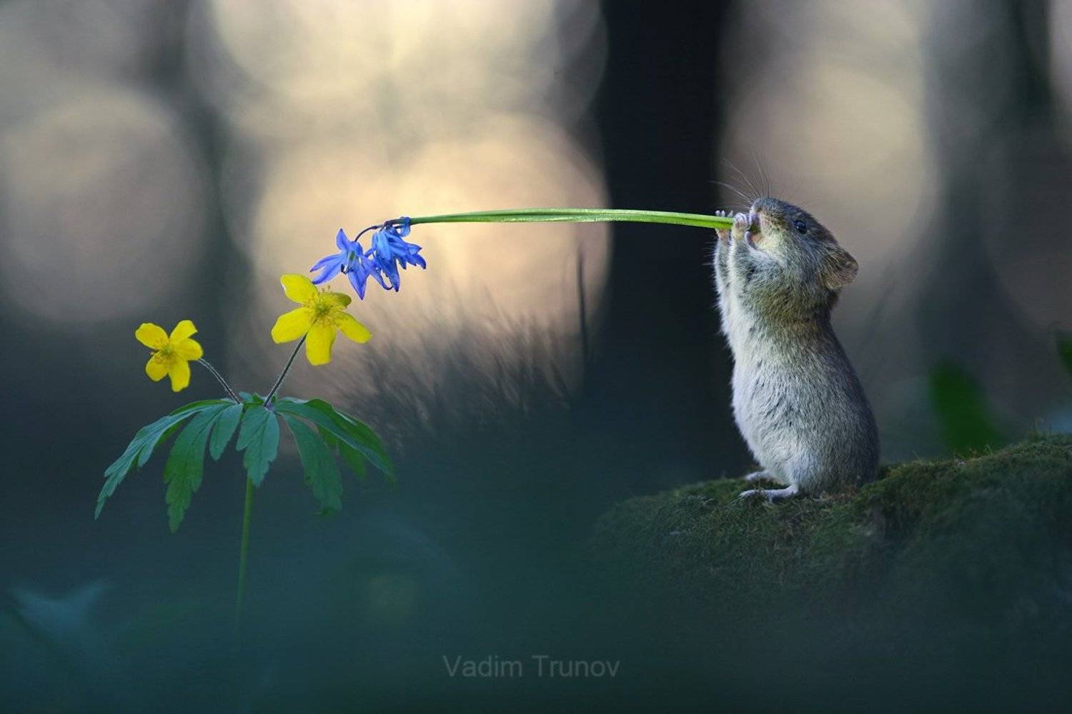 , Вадим Трунов