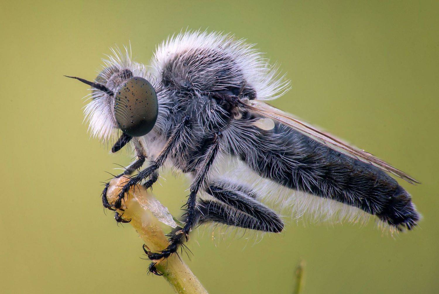 муха, глаза, фасетки, ктырь, Сергей Рубан