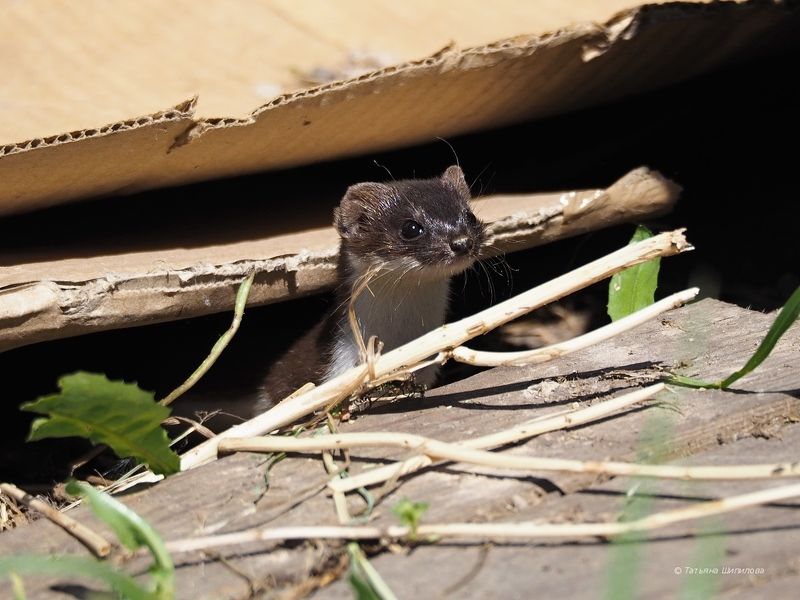 животные, ласка, московская область, дикие животные, обыкнове́нная ласка, mustela nivalis, хищное млекопитающее, семейство куньих Ласка на даче фото превью