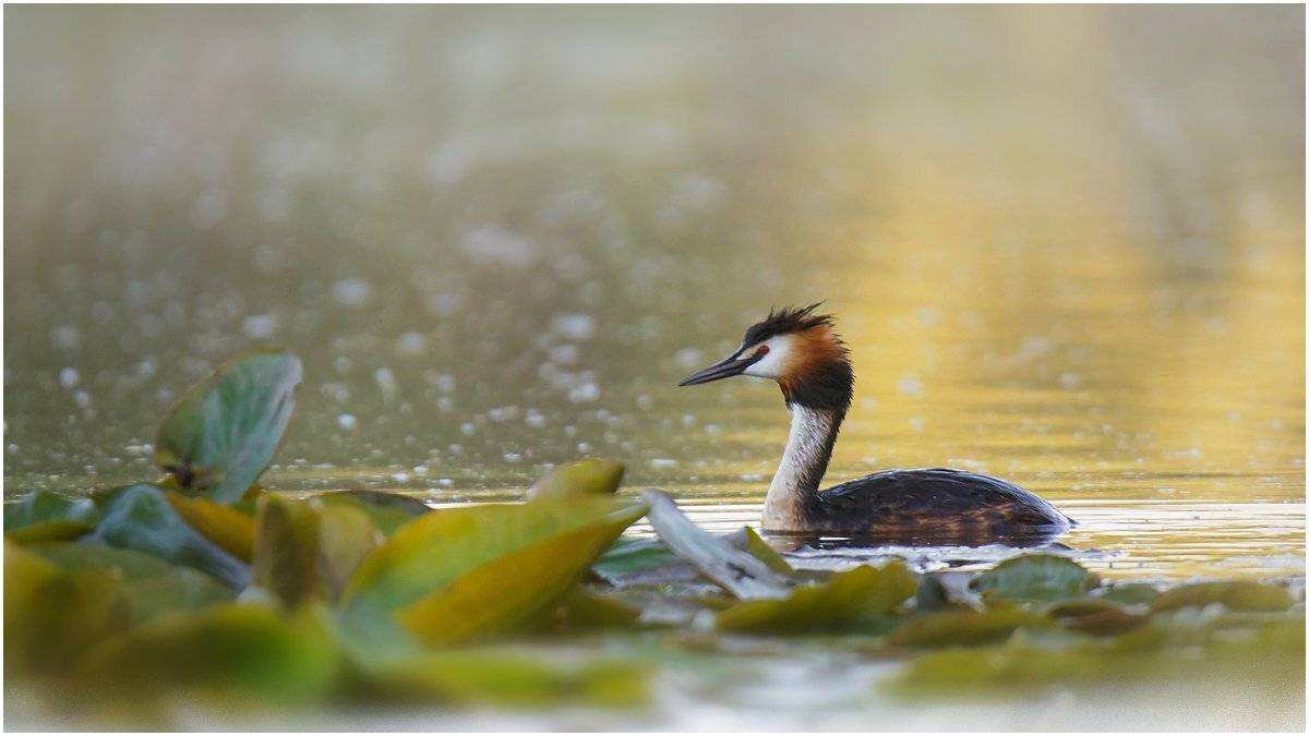 , Валерий Субачев