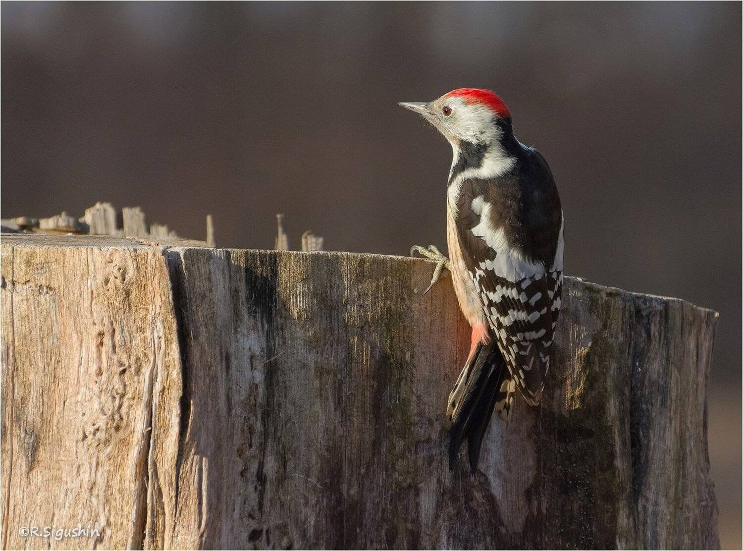 , Руслан Сигушин