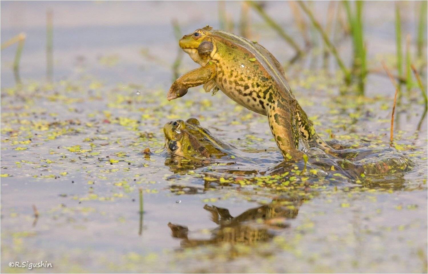 , Руслан Сигушин