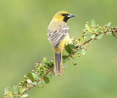 Cадовый цветной трупиал  - Orchard Oriole