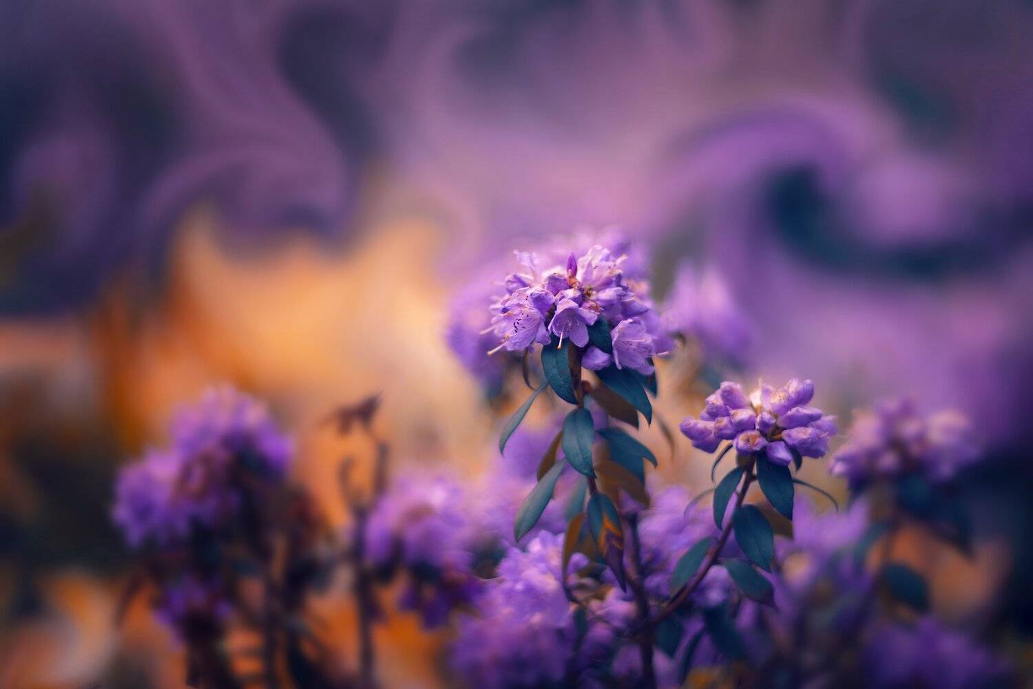 , Анастасия Добровольская