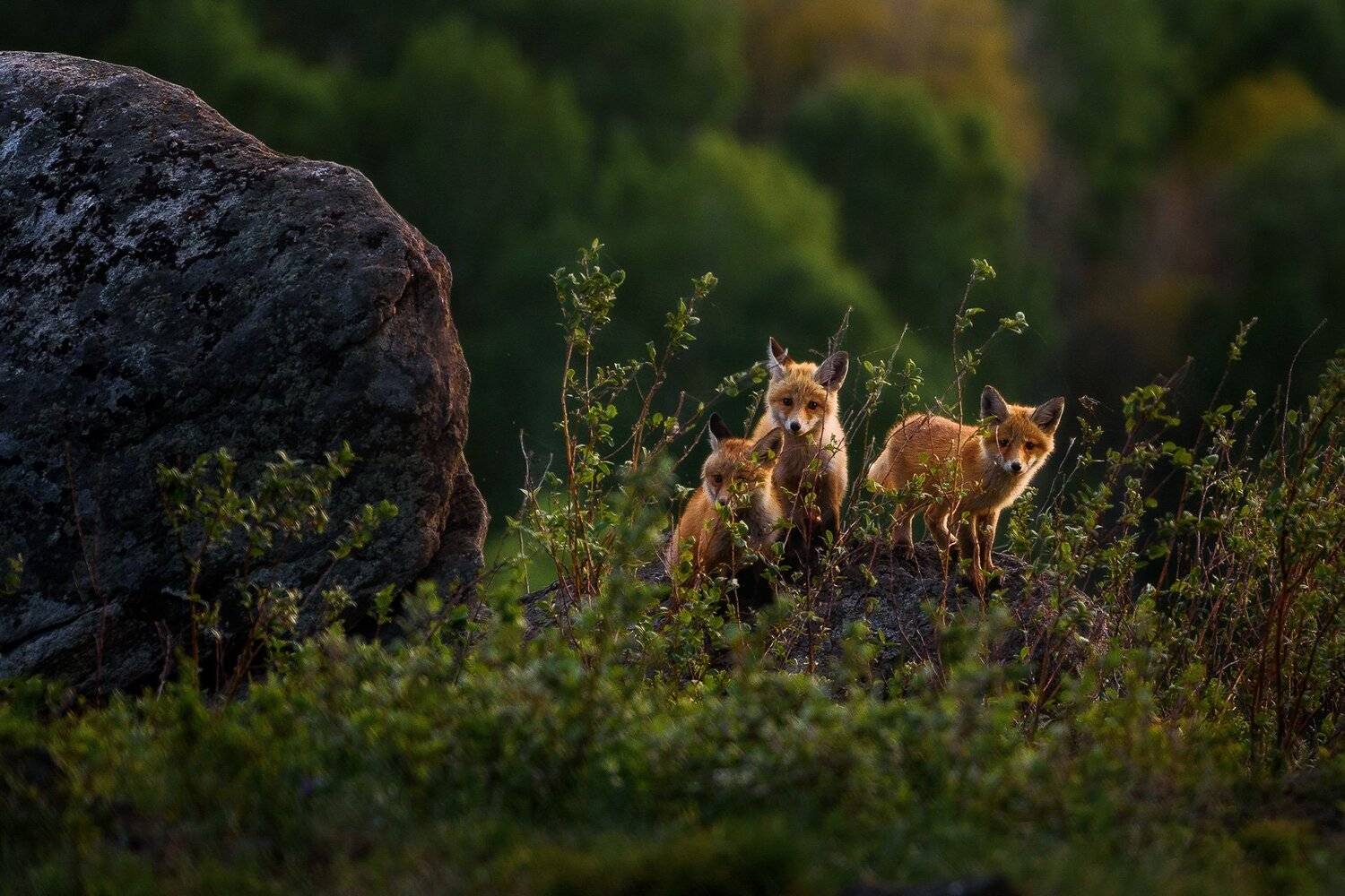 алтай, животные, animal, лиса, рыжие, весна, Павел Силиненко