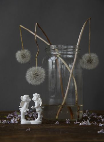 Ангелы и одуванчики