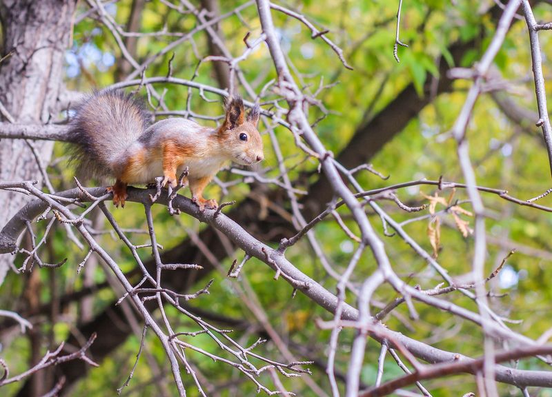 белка белочка жёлтый оранжевый лес ветка прыгать зелёный прыжок Белочка фото превью