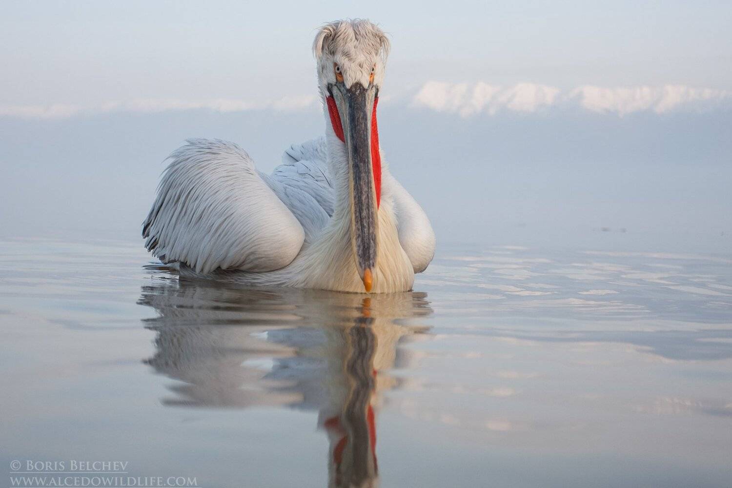 , Борис Белчев
