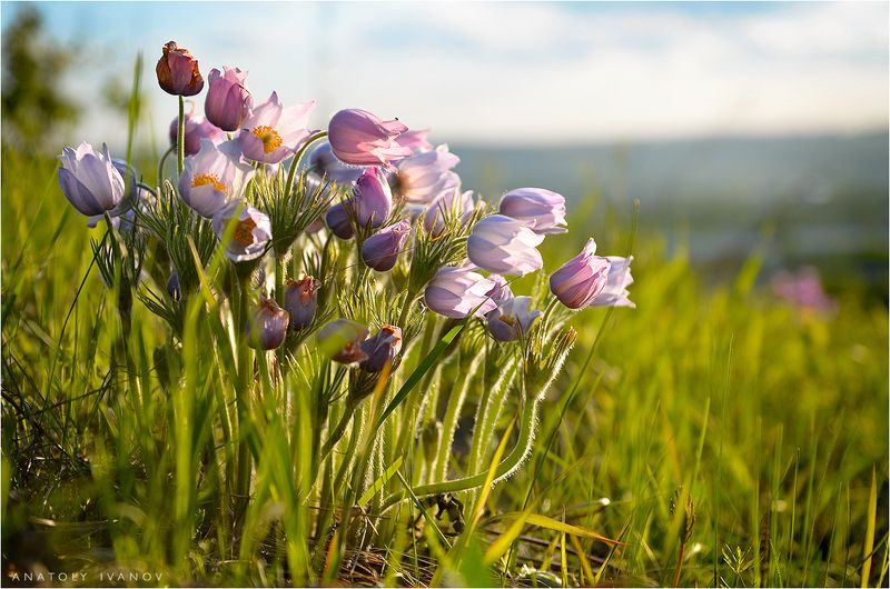 сон-трава, первоцвет, цветы, весна Букеты весны фото превью