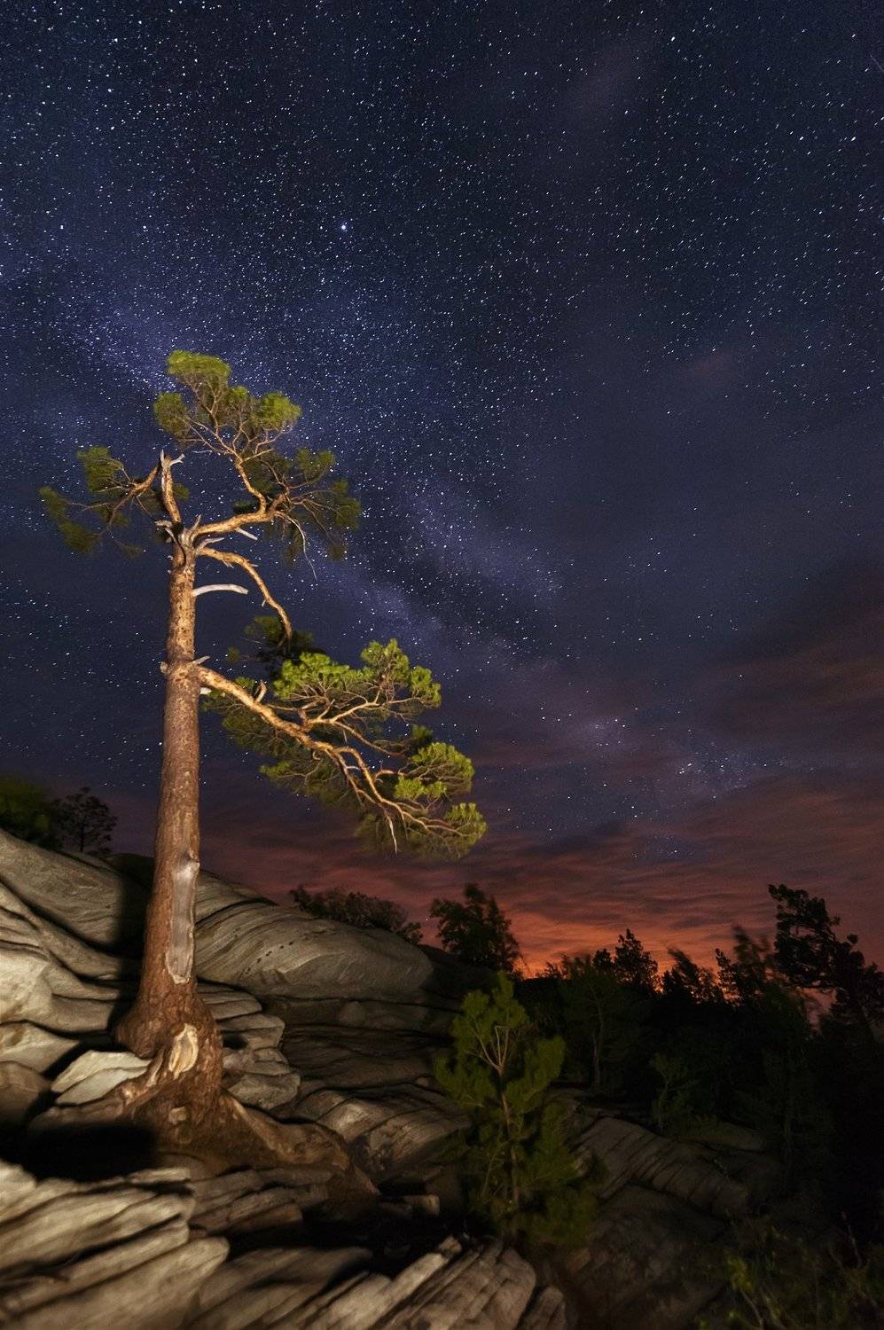 карагай, сара, оренбуржье, дерево, сосна, скала, камни, ночь, млечный путь, Илья Логачёв