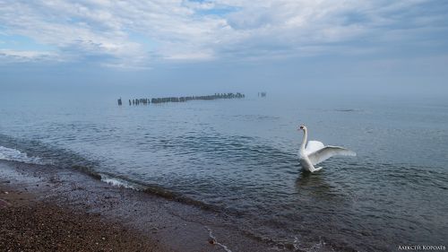 Балтийское утро