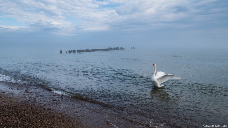 светлогорск, калининградская область, россия, балтийское море, пляж, утро, туман, море, природа, пейзаж, птица, лебедь, svetlogorsk, kaliningrad region, russia, baltic sea, beach, morning, fog, sea, nature, landscape, bird, swan Балтийское утро фото превью