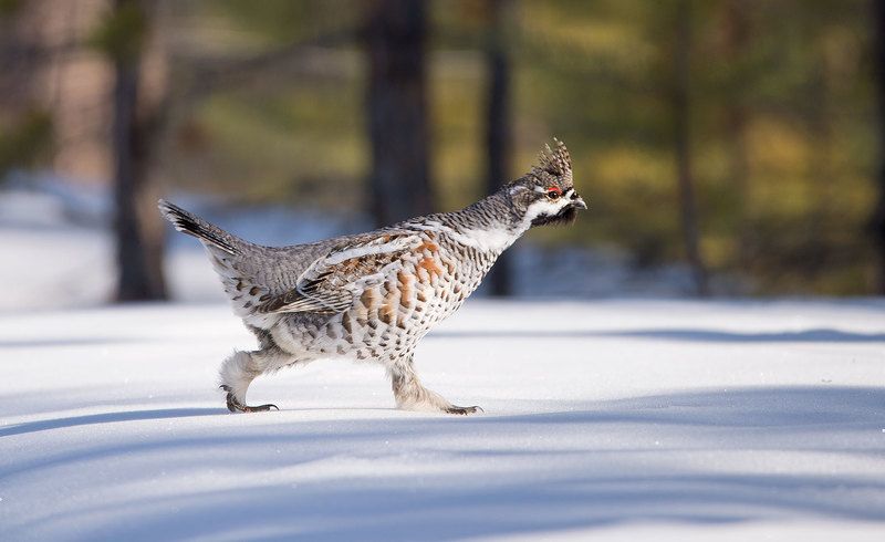 Рябчик на снегу фото превью