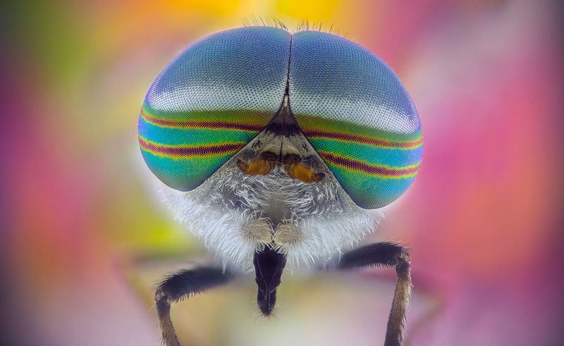 Horsefly фото превью