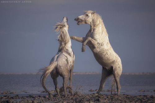 активные игры