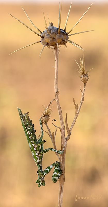 ПОД ЛИНИЕЙ ГОРИЗОНТА фото превью