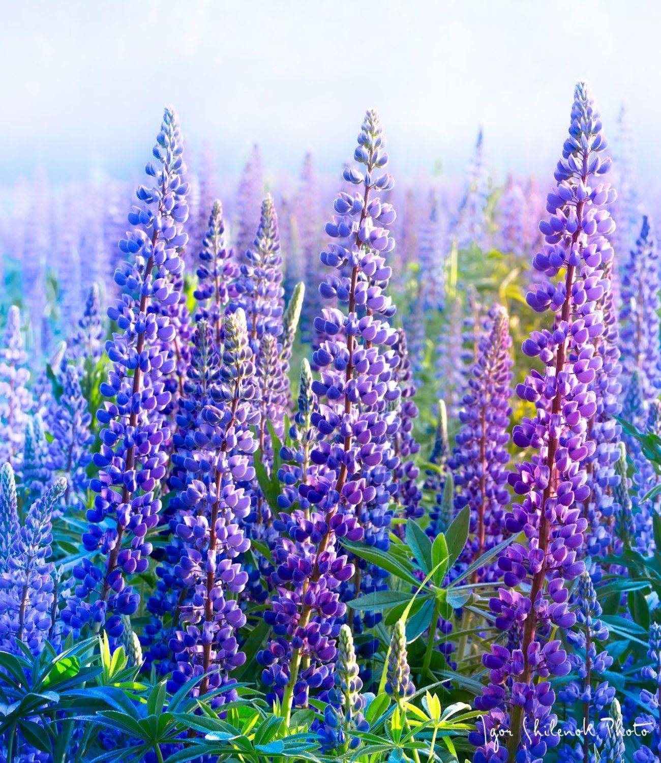 , Игорь Шиленок