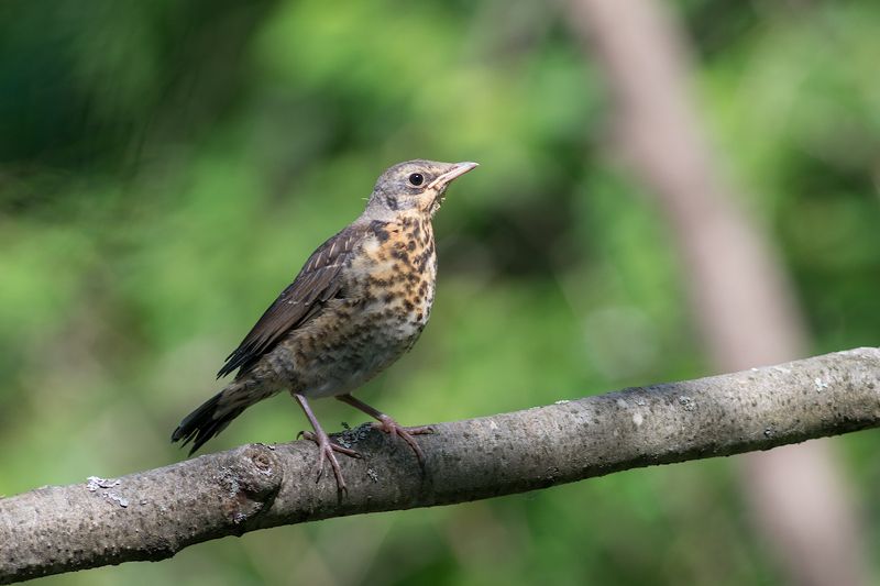 Дрозд рябинник,слеток. фото превью