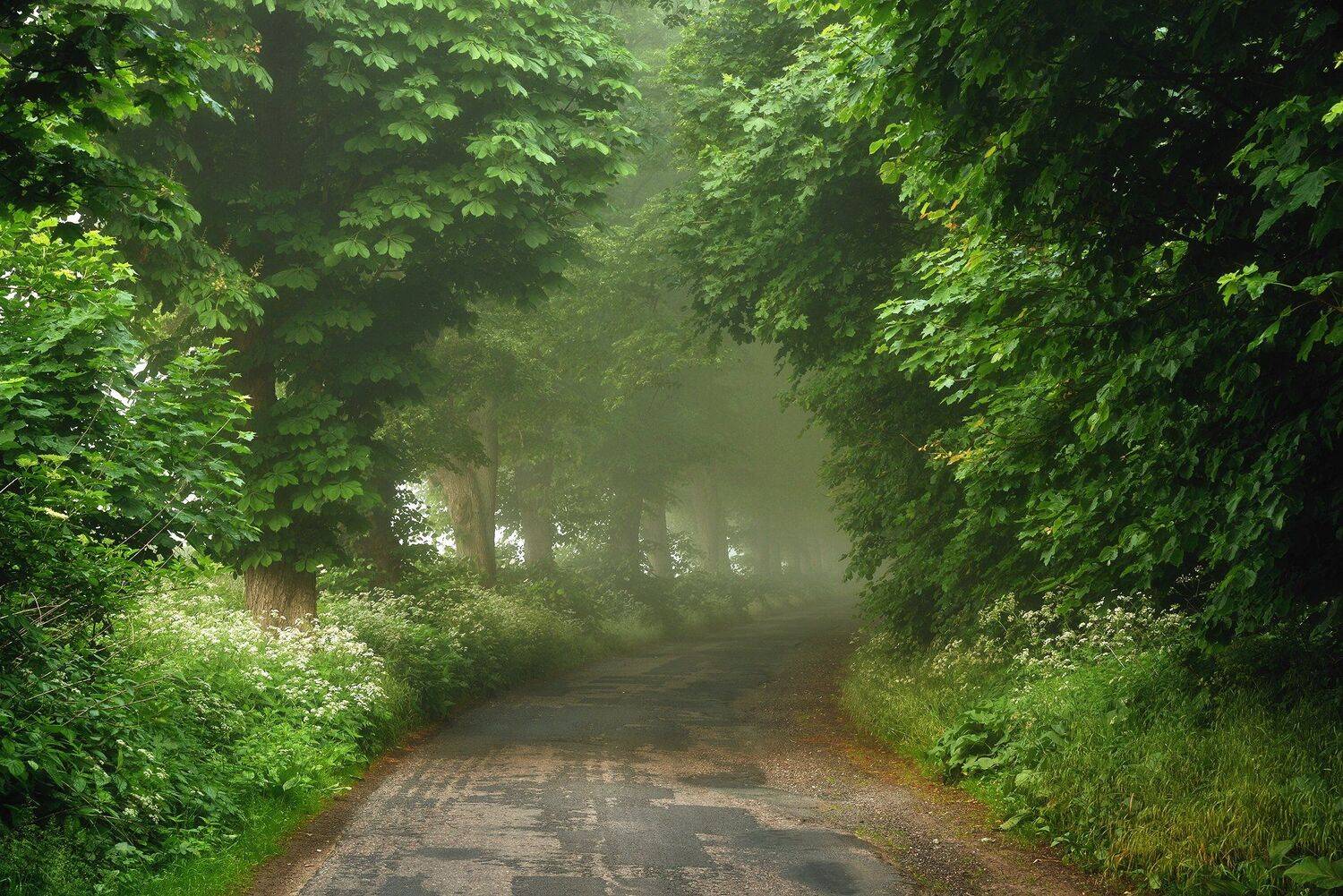 road path misty foggy trees green spring poland magic, Radoslaw Dranikowski