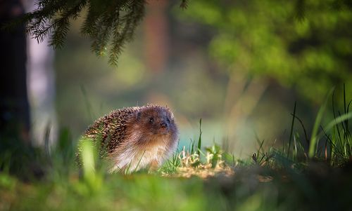 На лесной тропинке