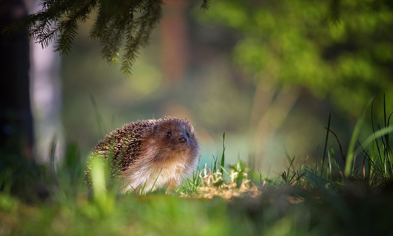 ёж, ёжик, животные, природа, лес, лето На лесной тропинке фото превью