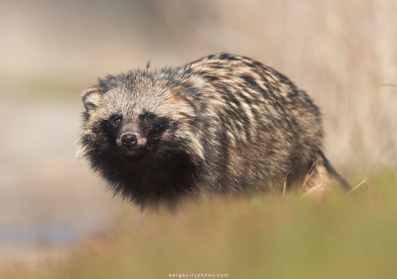 енотовидная собака, енот, дикая природа, животные, природа, Кинбурн, Украина, wildlife, nature, animal, raccoon dog, Енотовидная собака (Nyctereutes procyonoides) фото превью