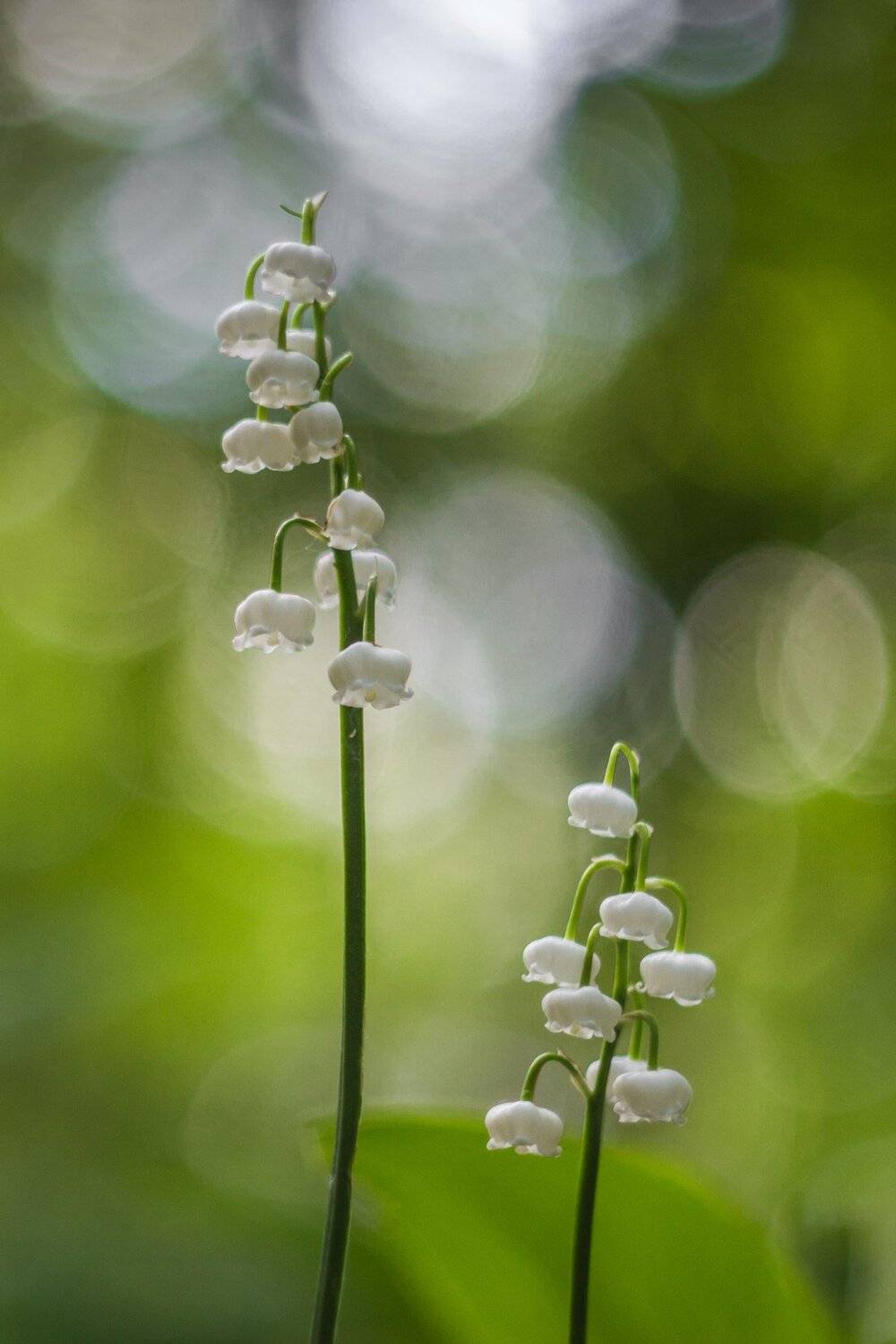 , Руслан Востриков